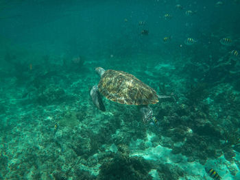 A turtle swimming in the carribbean sea in mexico