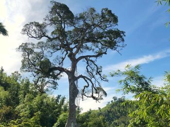 Low angle view of trees against sky