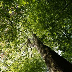 Low angle view of a tree