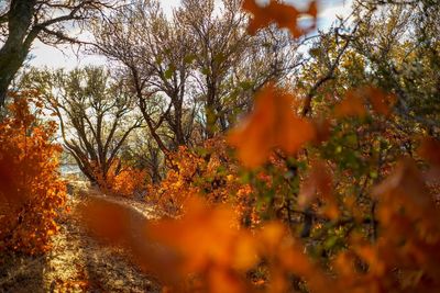 Trees in forest during autumn