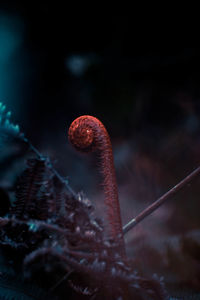 Close-up of jellyfish in sea