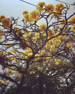 Low angle view of yellow flowers