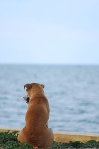 View of a dog looking at sea