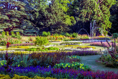 View of multi colored flowers in forest