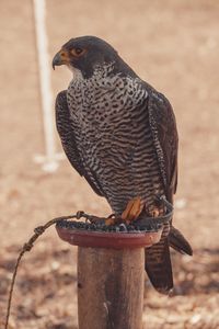 Close-up of bird perching on wooden post