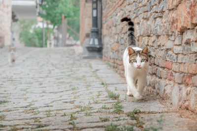 A homeless cat walks along the pavement in alanya.