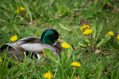 High angle view of bird on field