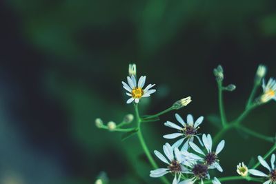 Close-up of flowers blooming outdoors