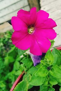 Close-up of pink flowering plant