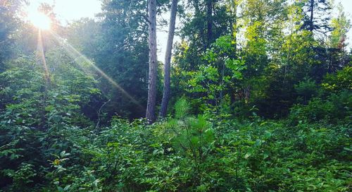 Trees in forest