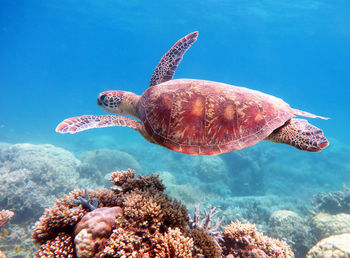 Turtle swimming in sea