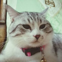 Close-up portrait of a cat