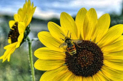 Close-up of bee on yellow flower