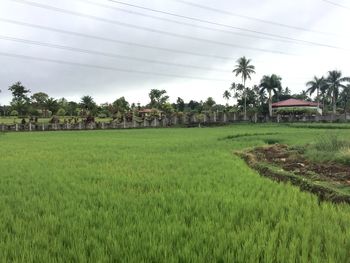 Scenic view of grassy field against sky