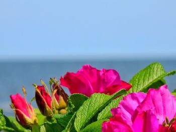 Close-up of pink flowers blooming against sea