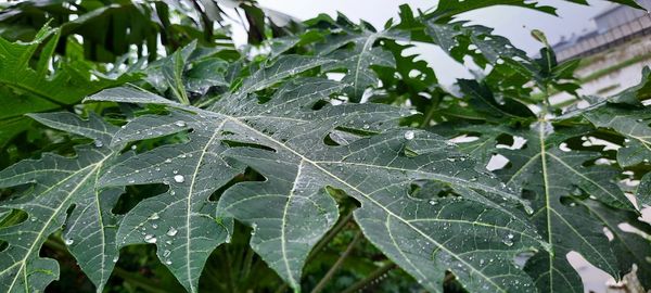 Close-up of wet plant leaves during rainy season