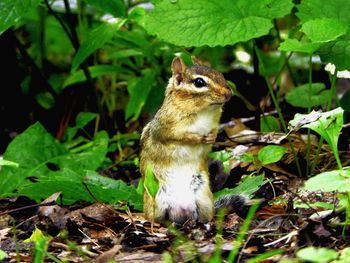 Curious chipmunk