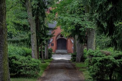 Narrow walkway along trees in park