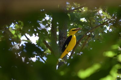 Low angle view of bird perching on tree