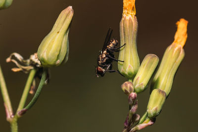 Close-up of insect on flower buds