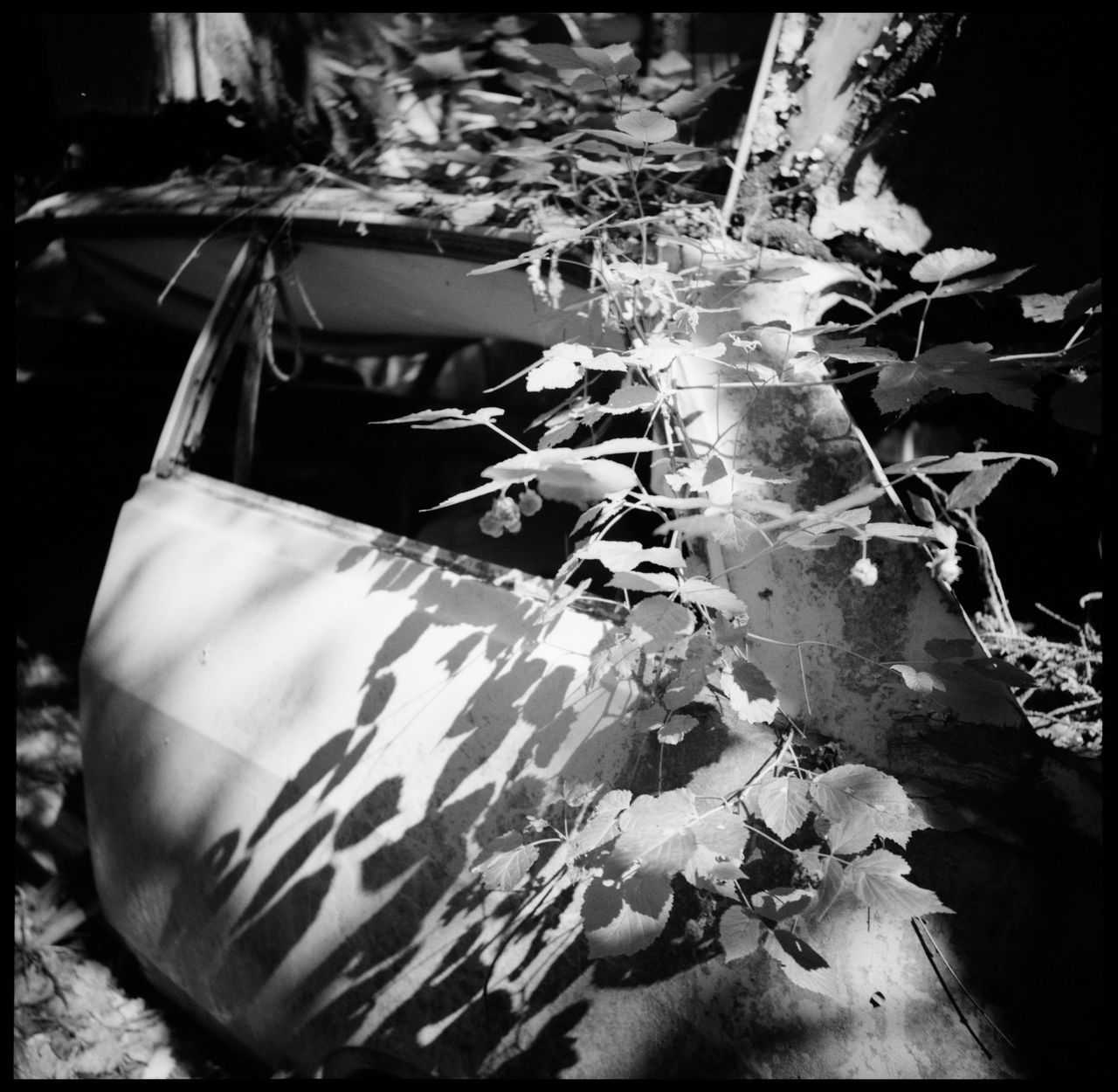 The eerie beauty of the car cemetery of Båstnäs Abandonded Car Cemetery Analogue Photography Black And White Båstnäs Båstnäs Car Cemetery Båstnäs Töcksfors Car Cemetery Cars Cars And Art Cars And Nature Forrest Leaves Life Moss No People Outdoors Scandinavia Schrottplatz Scrap Metal Summer In Sweden Sweden Technology Travel Vintage Vintage Cars