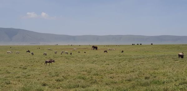 Flock of sheep grazing in a field