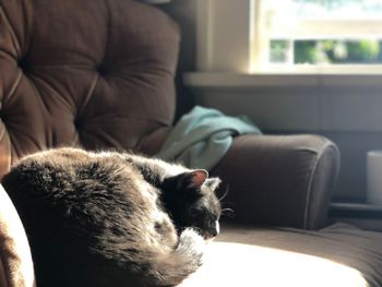 Cat relaxing on sofa at home
