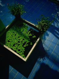 High angle view of potted plants