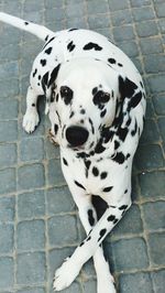 Close-up portrait of dog on sidewalk