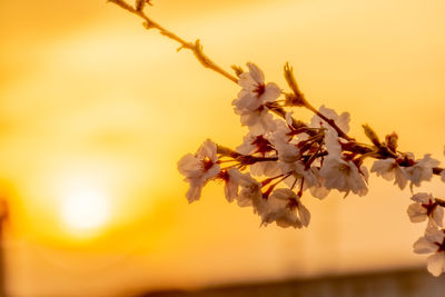 Cherry blossoms in sunset time.