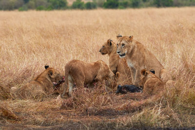 View of a cat on grass