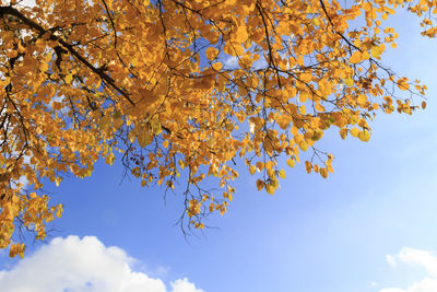 Low angle view of tree against blue sky