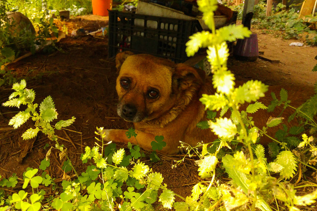 DOG LOOKING AWAY