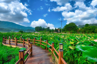 Scenic view of agricultural field against sky