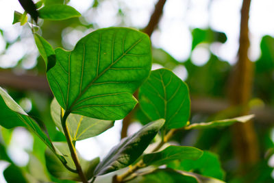 Close-up of green leaves on plant