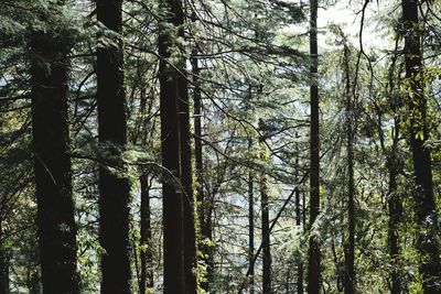 Low angle view of trees in forest