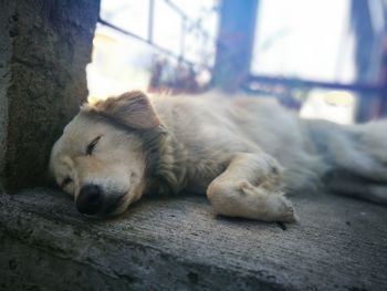 Close-up of dog sleeping outdoors