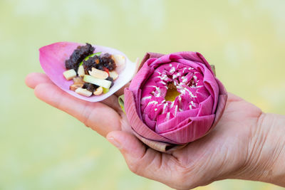 Close-up of hand holding pink rose flower