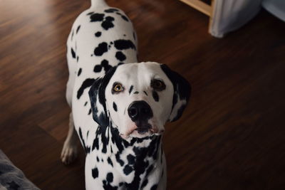 High angle view of dalmatian dog at home