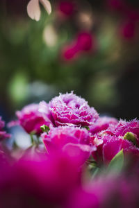 Close-up of pink rose flower