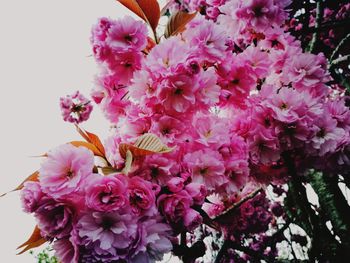 Close-up of pink cherry blossom