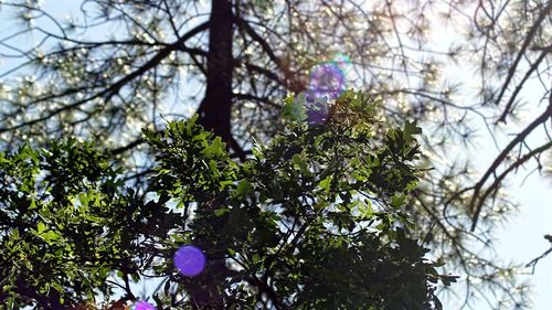 Low angle view of flower tree against sky