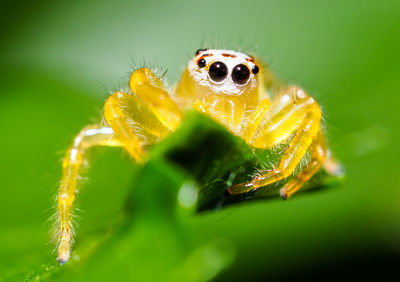 Close-up of spider