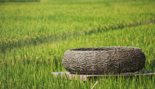 A bird's nest-like seat in the middle of a rice field