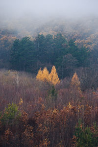 Plants growing on field in forest against sky