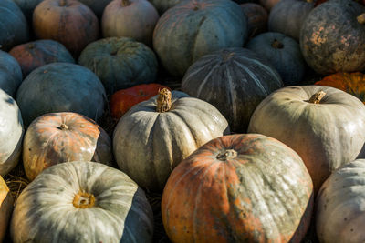 Full frame shot of pumpkins during autumn