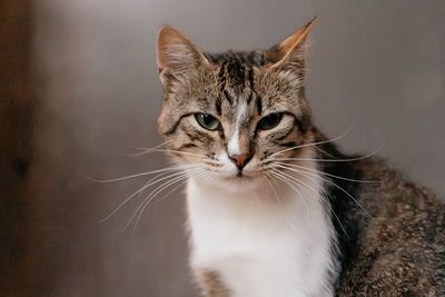 Close-up portrait of a cat