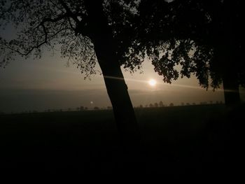 Silhouette of trees at sunset