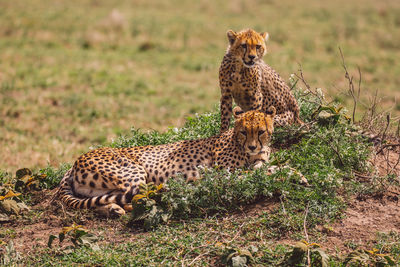 Cheetah with cub on field