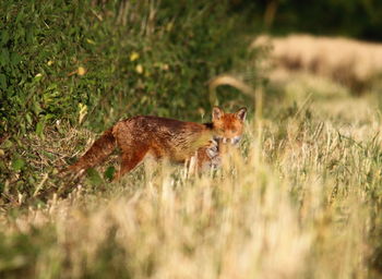 View of lizard on land